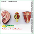 SELL 12435 Medical Science Model Kidney Section, Nephron and Glomerulus, Anatomy Models > Urinary Modelss